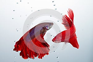 Red betta fighting fish