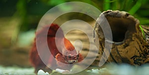 Red betta fish in a beautiful aquarium