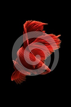 Red betta fish