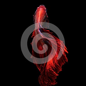 Red betta fish