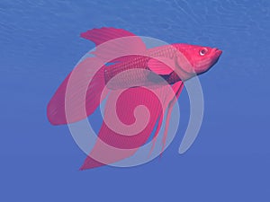 Red betta fish underwater - 3D render