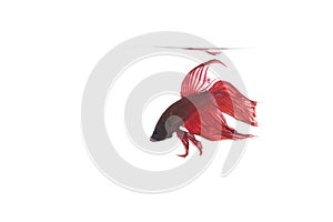 Red betta fish white back ground