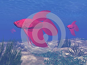 Red betta fishes underwater - 3D render