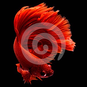 Red Betta Siamese fighting fish.