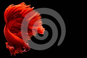 Red Betta Siamese fighting fish.