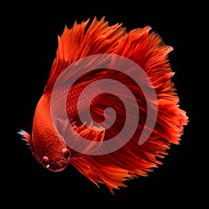 Red Betta Siamese fighting fish.