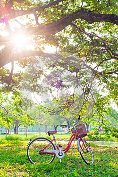 Red bicycle on green grass