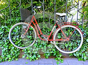 A red bicycle on a green ivy covered iron fence.