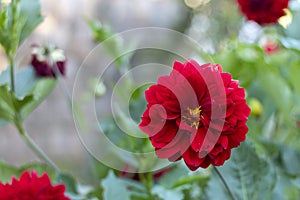 Red big dahlia flower on a yard