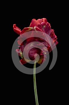 Red big dutch parrot tulip flower close up. Isolated on black background