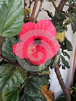 Red and big hibisco in bloom photo