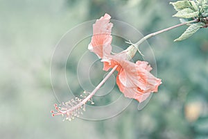 Red big very beautiful romantic wedding lovely flower with opened blooming bud in vintage retro style on blur background macro wal