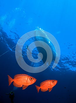 Red Bigeye Fish