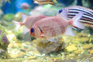 Red-bigeye fish