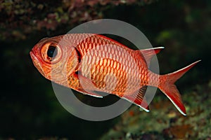 red bigscale bigeye soldierfish fish