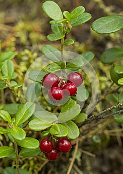 Red bilberries