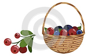 Red bilberries brench and wicker basket with different wild berries.