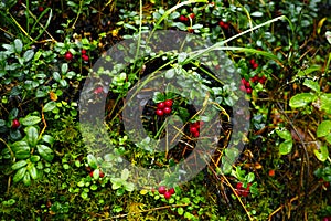 Red bilberries in taiga forest