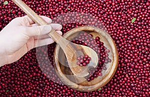 Red bilberry berries