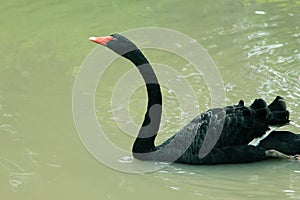 The red bill black swan photo