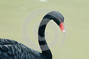 The red bill black swan photo