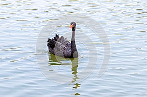 The red bill black swan photo