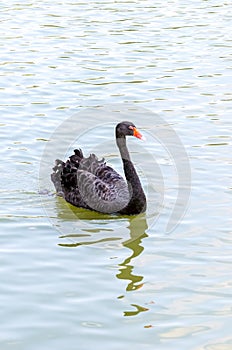 The red bill black swan photo