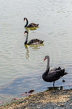 Red bill black swan photo