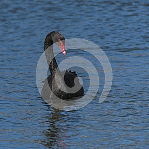 The red bill black swan. photo