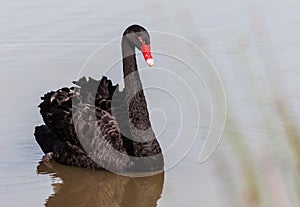 The red bill black swan in a wetland park, Malaysia photo