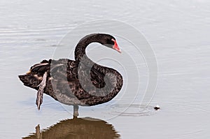 The red bill black swan in a wetland park, Malaysia photo
