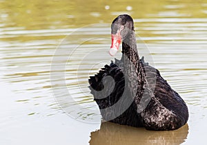 The red bill black swan in a wetland park, Malaysia photo