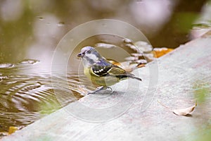 Red-bill leiothrix