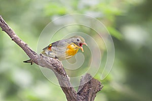 Red-bill leiothrix shouting