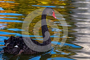 Red-billed black swan swimming in a pond. Large birds. Black feather birds.