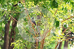 Red-billed Blue Magpie