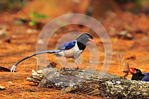 Red-billed Blue Magpie