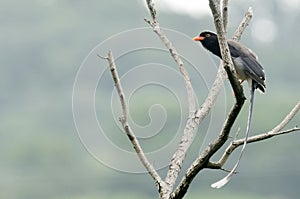 Red-billed Blue Magpie