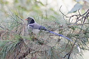 Red-billed Blue Magpie