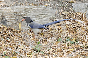 Red-billed Blue Magpie