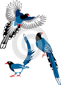 Red-billed blue magpie