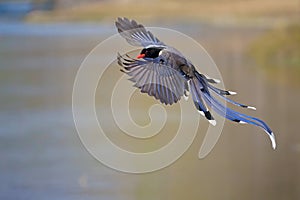 Red-billed Blue Magpie