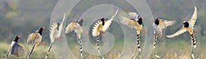 Red-billed Blue Magpie