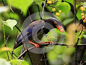Red-billed Blue Magpie