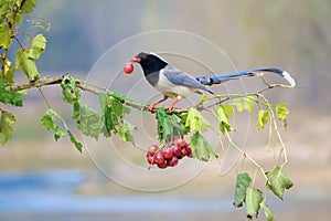 Red-billed Blue Magpie