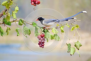 Red-billed Blue Magpie