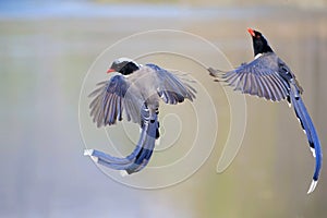 Red-billed Blue Magpie