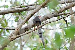 Red-billed Blue Magpie (Urocissa erythrorhyncha)