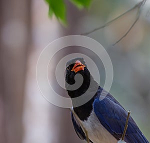 Red-billed blue magpie Urocissa erythrorhyncha at Phukhieo wi