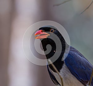Red-billed blue magpie Urocissa erythrorhyncha at Phukhieo wi